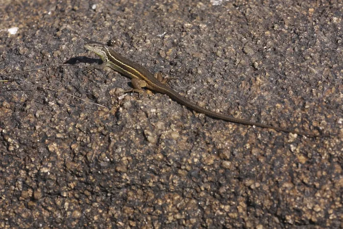 Gerahmter Druck : Große Psammodromus algirus (Psammodromus algirus) auf Felsen. Gerahmter Druck : Große Psammodromus algirus (Psammodromus algirus) auf Felsen.