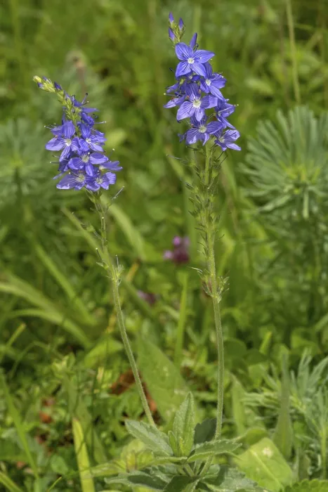 Gerahmter Druck : Grosse Geschwindigkeitsschwalbe (Veronica teucrium) Gerahmter Druck : Grosse Geschwindigkeitsschwalbe (Veronica teucrium)