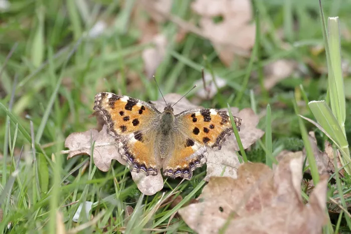 Gerahmter Druck : Große Schmetterlingsfledermaus (Nymphalis polychloros) Gerahmter Druck : Große Schmetterlingsfledermaus (Nymphalis polychloros)