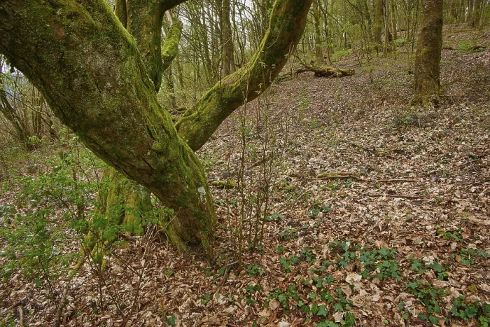 Gerahmter Druck : Ein großer Baum, bedeckt mit Moos. Gerahmter Druck : Ein großer Baum, bedeckt mit Moos.