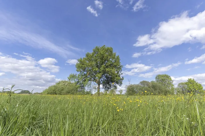 Gerahmter Druck : Ein großer Baum steht in einem Feld von Gras. Gerahmter Druck : Ein großer Baum steht in einem Feld von Gras.