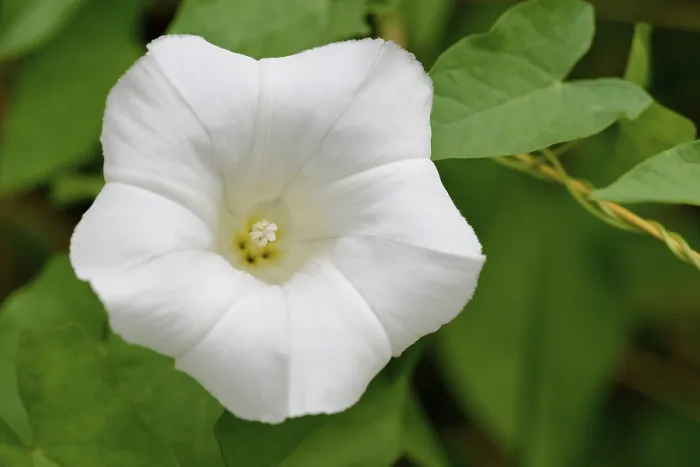 Gerahmter Druck : Großes Bocksdorn (Calystegia sepium) Gerahmter Druck : Großes Bocksdorn (Calystegia sepium)