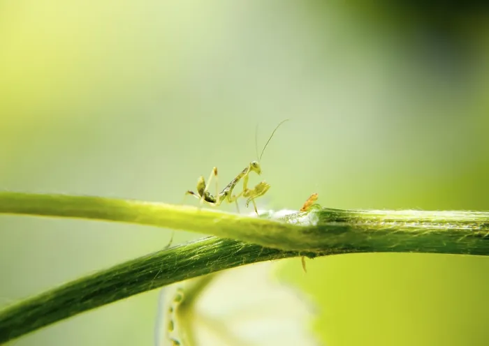 Gerahmter Druck : Larve der Mantis. Nymphenmantis Gerahmter Druck : Larve der Mantis. Nymphenmantis