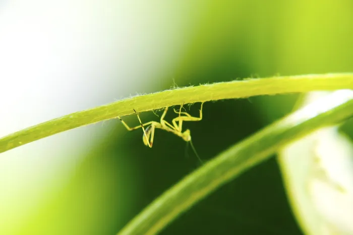 Gerahmter Druck : Larve der Mantis Gerahmter Druck : Larve der Mantis