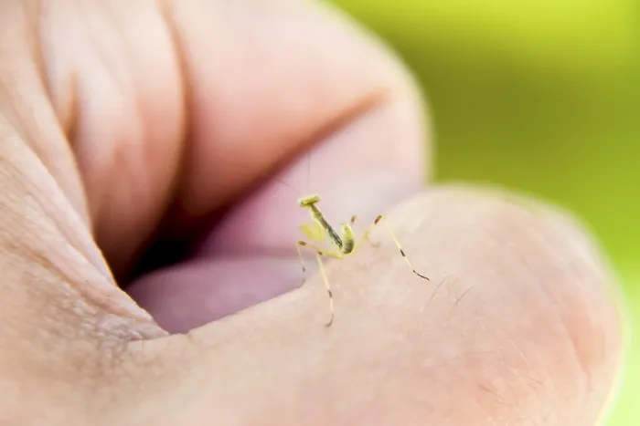 Gerahmter Druck : Raupen der Mantis. Nymphen-Mantis Gerahmter Druck : Raupen der Mantis. Nymphen-Mantis