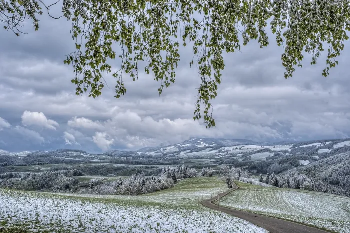 Gerahmter Druck : Spätwinter in Kandel im Frühling. Gerahmter Druck : Spätwinter in Kandel im Frühling.