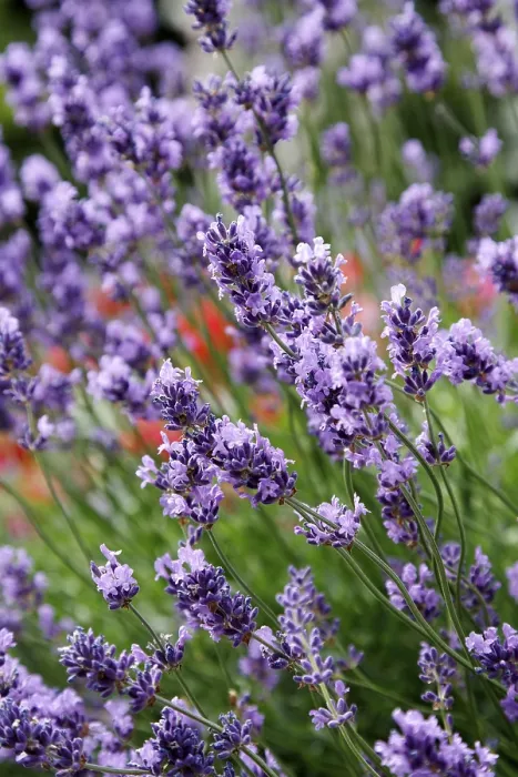 Gerahmter Druck : Lavender