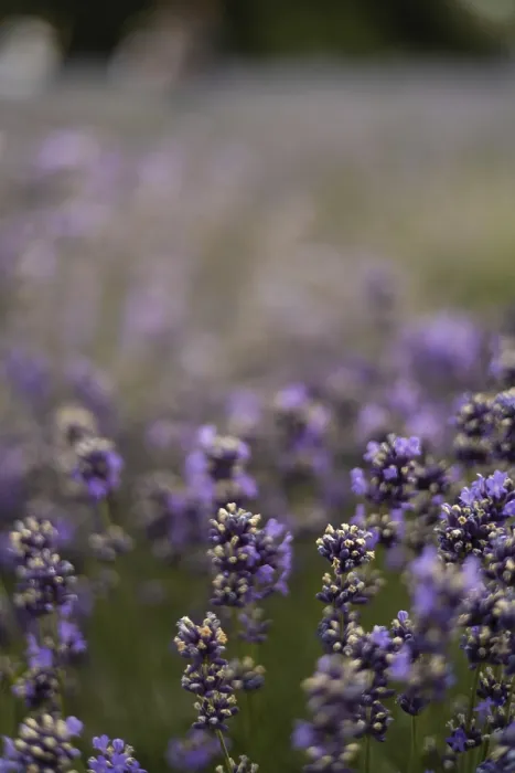 Gerahmter Druck : Ein Lavendelfeld in voller Blüte. Gerahmter Druck : Ein Lavendelfeld in voller Blüte.