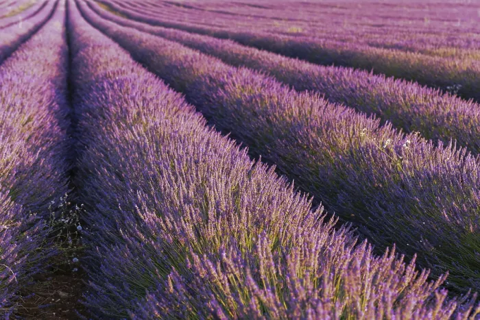 Gerahmter Druck : Lavendelfelder in Blüte in der Provence. Gerahmter Druck : Lavendelfelder in Blüte in der Provence.