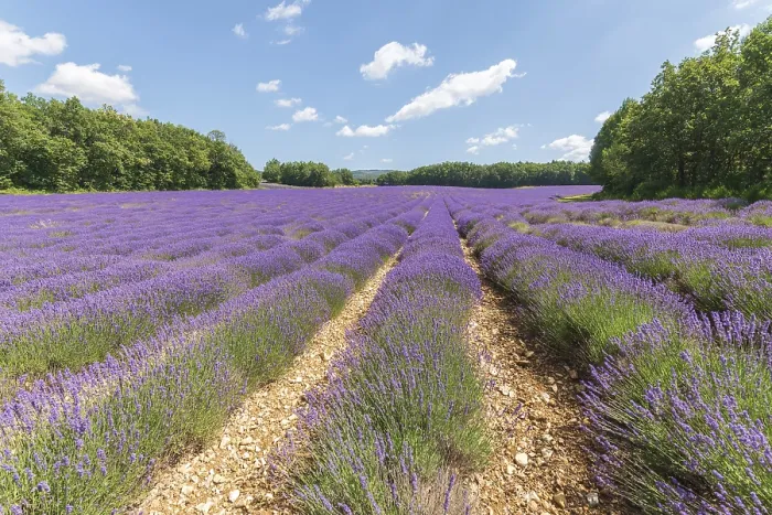 Gerahmter Druck : Lavendelfelder in Blüte in der Provence. Gerahmter Druck : Lavendelfelder in Blüte in der Provence.