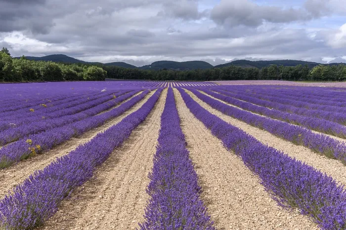 Gerahmter Druck : Lavendelfelder in Blüte in der Provence. Gerahmter Druck : Lavendelfelder in Blüte in der Provence.