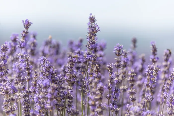 Gerahmter Druck : Lavendelfelder in Blüte in der Provence.