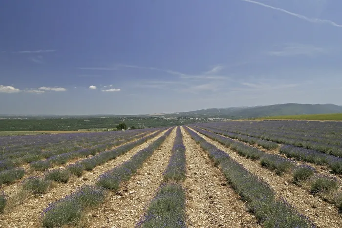 Gerahmter Druck : Lavendelfelder bei Mont Ventoux Gerahmter Druck : Lavendelfelder bei Mont Ventoux