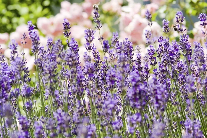 Gerahmter Druck : Lavendel (Lavandula) Gerahmter Druck : Lavendel (Lavandula)