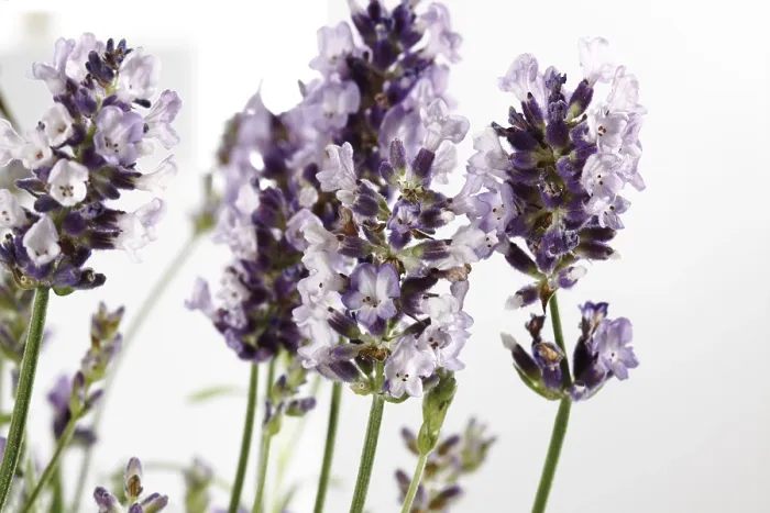 Gerahmter Druck : Lavendel (Lavandula)