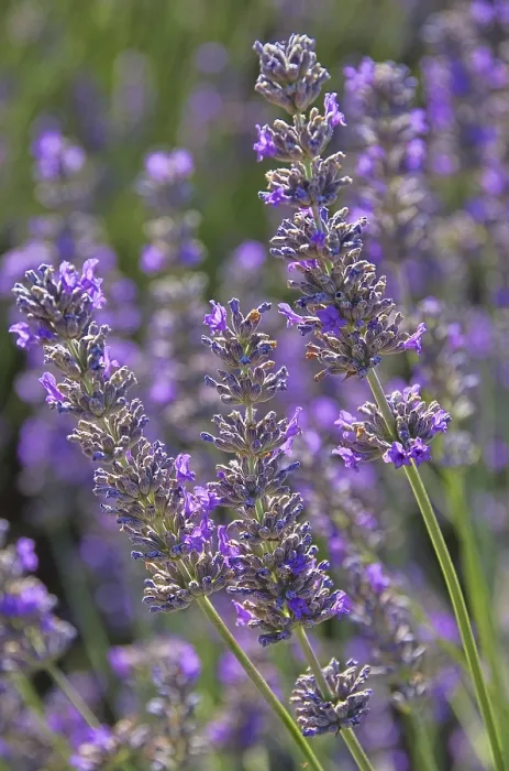 Gerahmter Druck : Lavendel, Lavendel. Gerahmter Druck : Lavendel, Lavendel.