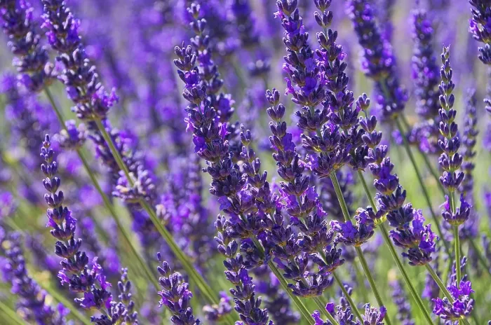 Gerahmter Druck : Lavendel, Lavendel 79