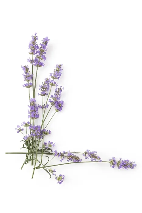 Gerahmter Druck : Lavendel auf weißem Hintergrund, Top-Ansicht mit Kopierleerfläche. Gerahmter Druck : Lavendel auf weißem Hintergrund, Top-Ansicht mit Kopierleerfläche.