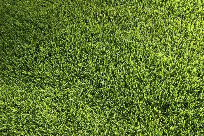 Gerahmter Druck : Lawn Gerahmter Druck : Lawn