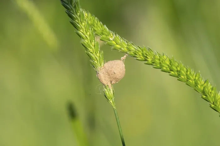 Gerahmter Druck : Insekten Eier zwischen Grashalmen. Gerahmter Druck : Insekten Eier zwischen Grashalmen.