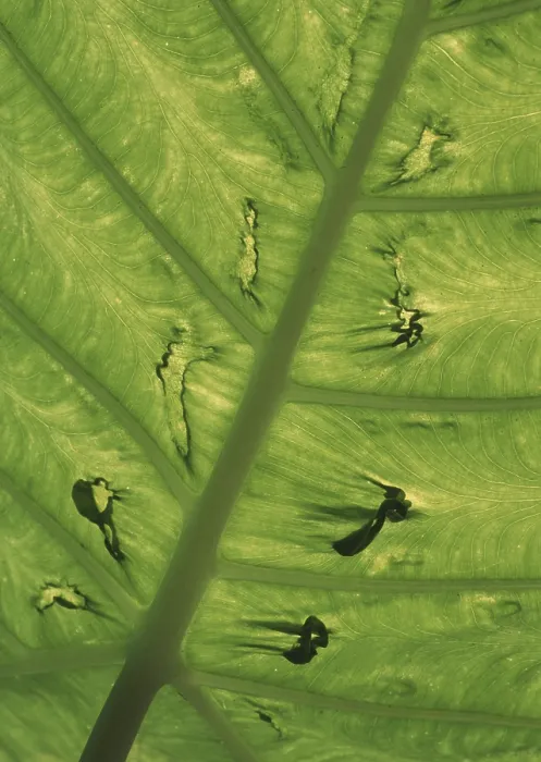 Gerahmter Druck : Leaf Gerahmter Druck : Leaf