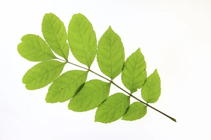 Gerahmter Druck : Blatt eines Weißbuchenbaums, geschnitten. Gerahmter Druck : Blatt eines Weißbuchenbaums, geschnitten.