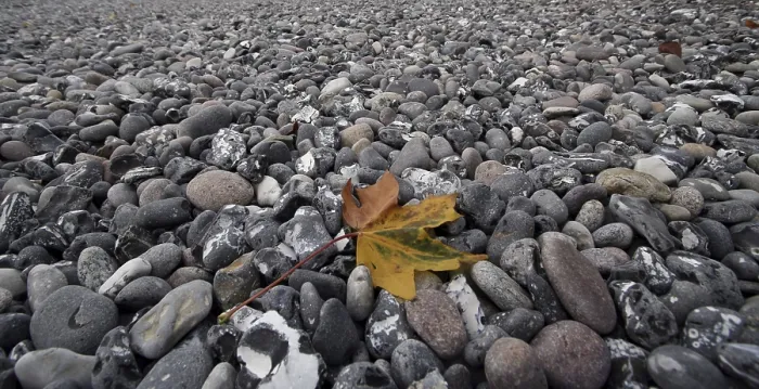 Gerahmter Druck : Blatt auf dem Strand. Gerahmter Druck : Blatt auf dem Strand.