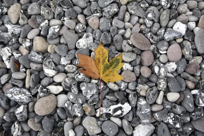 Gerahmter Druck : Blatt am Strand Gerahmter Druck : Blatt am Strand