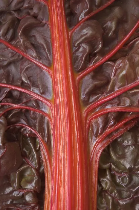 Gerahmter Druck : Blattbete Beta vulgaris Gerahmter Druck : Blattbete Beta vulgaris