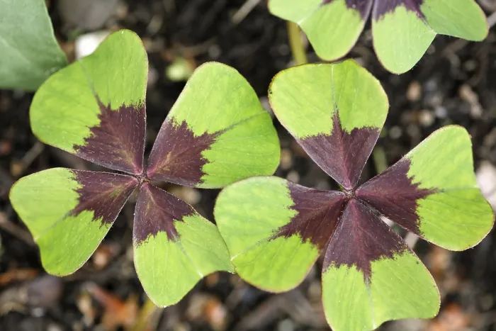 Gerahmter Druck : Vierblättrige Klee (Oxalis deppei) Deutschland Gerahmter Druck : Vierblättrige Klee (Oxalis deppei) Deutschland
