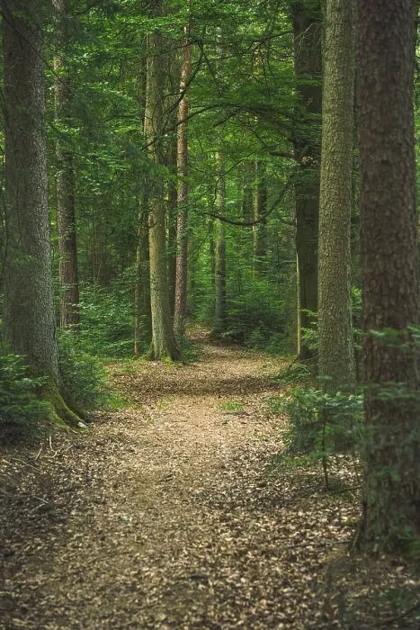 Gerahmter Druck : Blätterbedeckte Pfade im grünen Schwarzwald. Gerahmter Druck : Blätterbedeckte Pfade im grünen Schwarzwald.