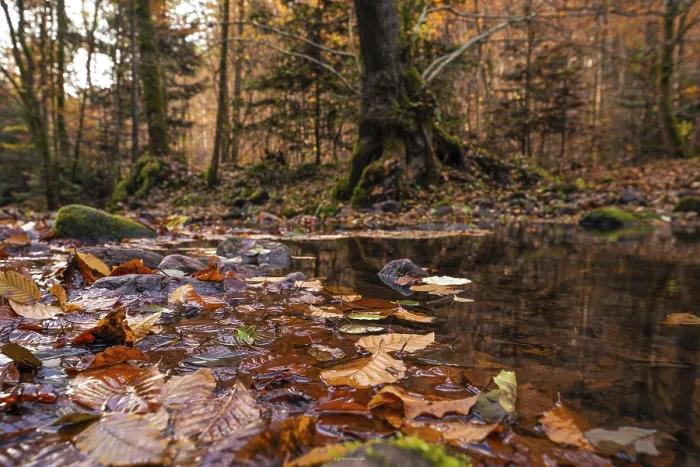 Gerahmter Druck : Blattbedeckter Teich im Schwarzwald Gerahmter Druck : Blattbedeckter Teich im Schwarzwald