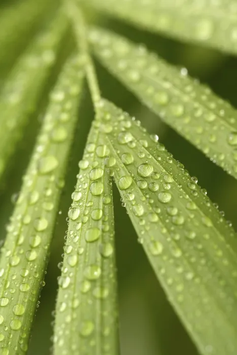 Gerahmter Druck : Blatt bedeckt mit Wassertropfen. Gerahmter Druck : Blatt bedeckt mit Wassertropfen.