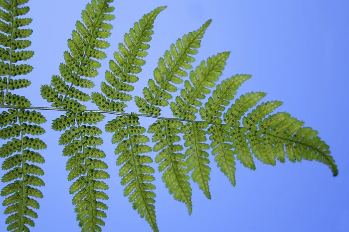 Gerahmter Druck : Blatt einer Farnpflanze von unten.