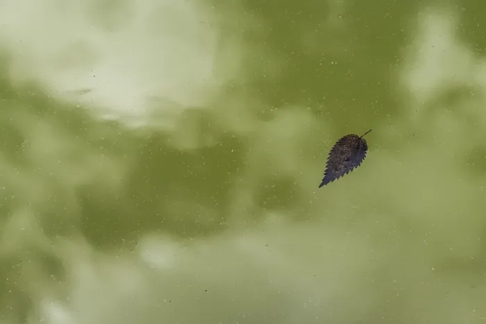 Gerahmter Druck : Blatt schwebt auf grünlichem Teichoberfläche. Gerahmter Druck : Blatt schwebt auf grünlichem Teichoberfläche.