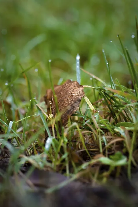 Gerahmter Druck : Blatt im Gras, Schwarzwald. Gerahmter Druck : Blatt im Gras, Schwarzwald.