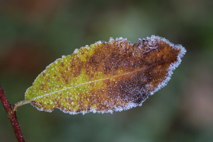 Gerahmter Druck : Blatt mit Taubnessel, farbenreich. Gerahmter Druck : Blatt mit Taubnessel, farbenreich.