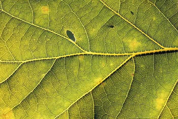 Gerahmter Druck : Blatt eines Eichenbaumes, Nachbild des Blattgefüges gegen das Licht. Gerahmter Druck : Blatt eines Eichenbaumes, Nachbild des Blattgefüges gegen das Licht.