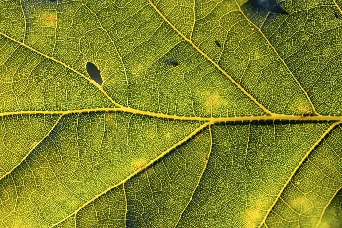 Gerahmter Druck : Blatt eines Eichenbaums, Nachbild des Blattrahmens gegen das Licht. Gerahmter Druck : Blatt eines Eichenbaums, Nachbild des Blattrahmens gegen das Licht.
