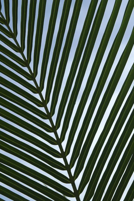 Gerahmter Druck : Blatt einer Palme Gerahmter Druck : Blatt einer Palme