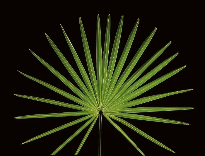 Gerahmter Druck : Blatt einer Palme vor schwarzem Hintergrund. Gerahmter Druck : Blatt einer Palme vor schwarzem Hintergrund.