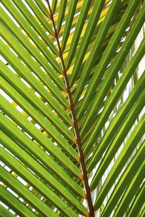 Gerahmter Druck : Detail eines Blattes einer Palme mit Einzelblüte. Gerahmter Druck : Detail eines Blattes einer Palme mit Einzelblüte.