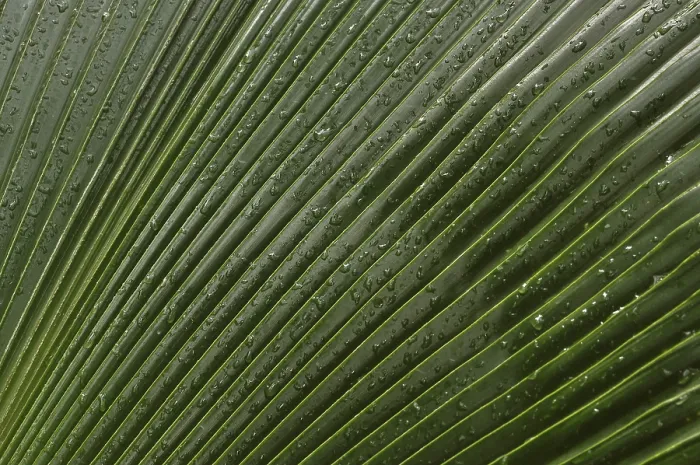 Gerahmter Druck : Blatt einer Palme mit Tropfen Wasser. Gerahmter Druck : Blatt einer Palme mit Tropfen Wasser.