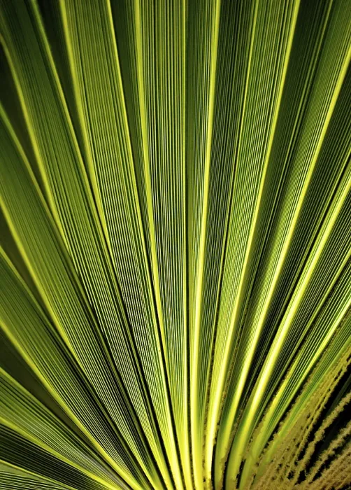 Gerahmter Druck : Blatt der Palme Gerahmter Druck : Blatt der Palme