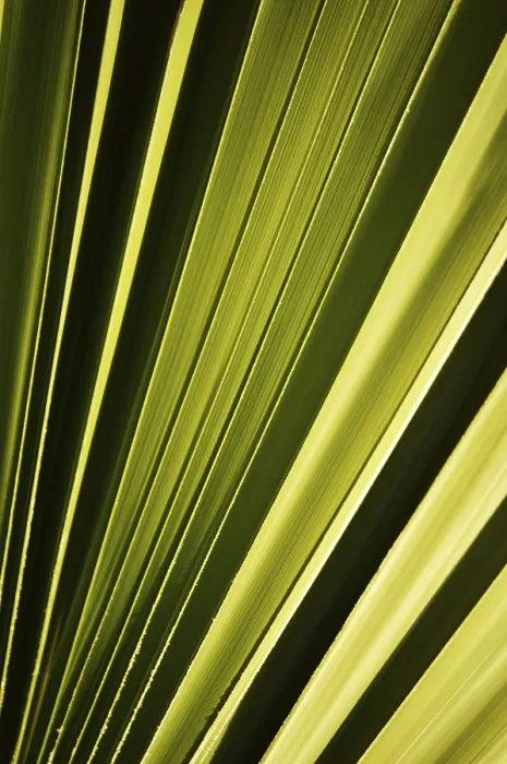 Gerahmter Druck : Blatt des Palmenbaums Gerahmter Druck : Blatt des Palmenbaums