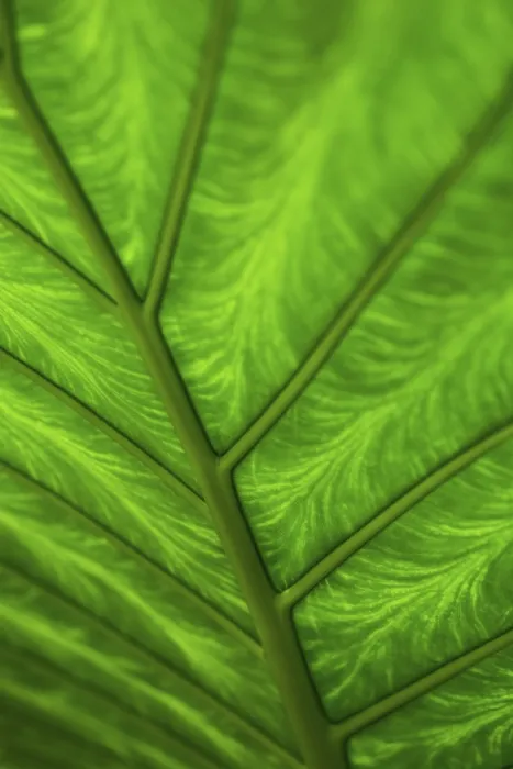 Gerahmter Druck : Ein Blatt einer Pflanze vor dem Licht.