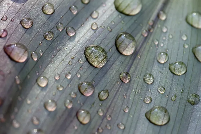 Gerahmter Druck : Blatt einer Pflanze mit Regentropfen. Gerahmter Druck : Blatt einer Pflanze mit Regentropfen.