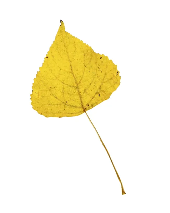 Gerahmter Druck : Blatt einer Pappel (Populus), ausgeschnitten. Gerahmter Druck : Blatt einer Pappel (Populus), ausgeschnitten.