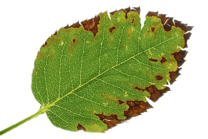 Gerahmter Druck : Blatt aus einer Rose mit Anthraknose Gerahmter Druck : Blatt aus einer Rose mit Anthraknose