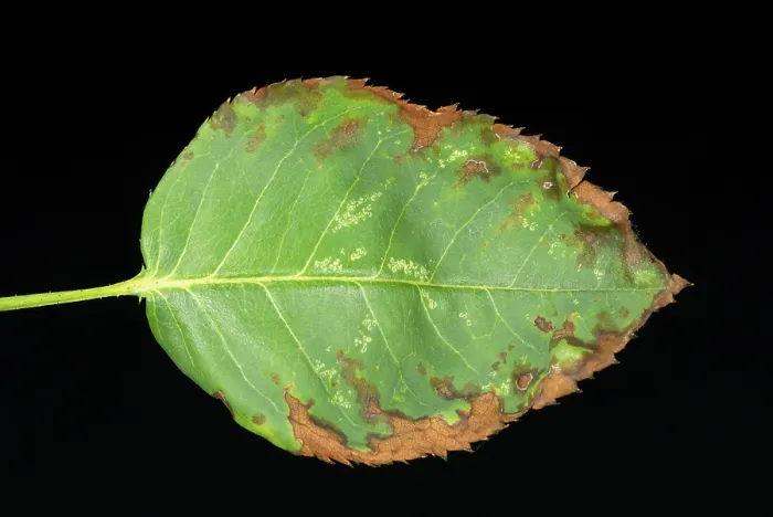 Gerahmter Druck : Blatt einer Rose mit Anthraknose. Gerahmter Druck : Blatt einer Rose mit Anthraknose.